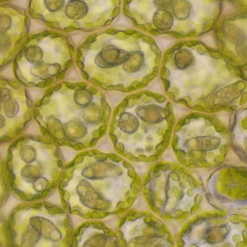 Nardia insecta